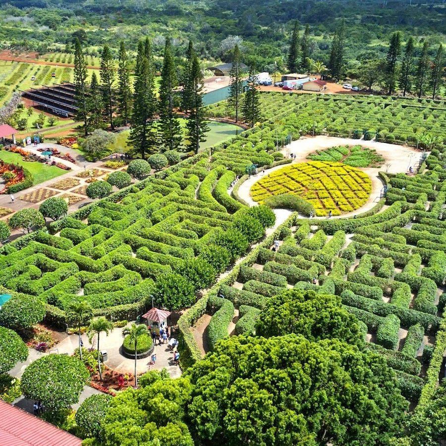 Aerial view of the pineapple garden maze at Dole Plantation