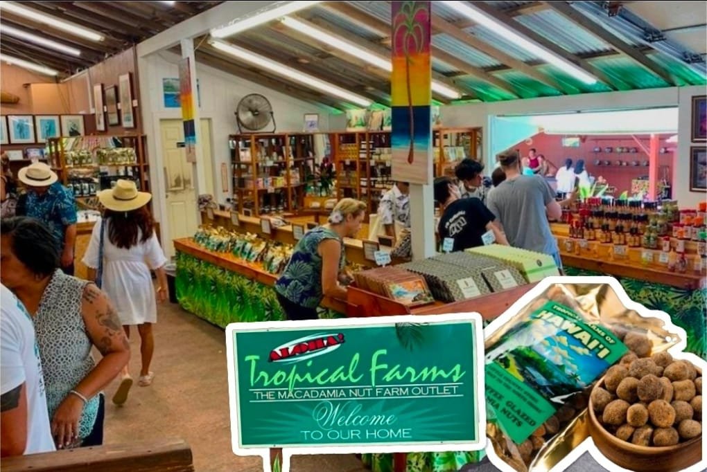 Visitors sampling macadamia nuts at a windward Oahu farm outlet