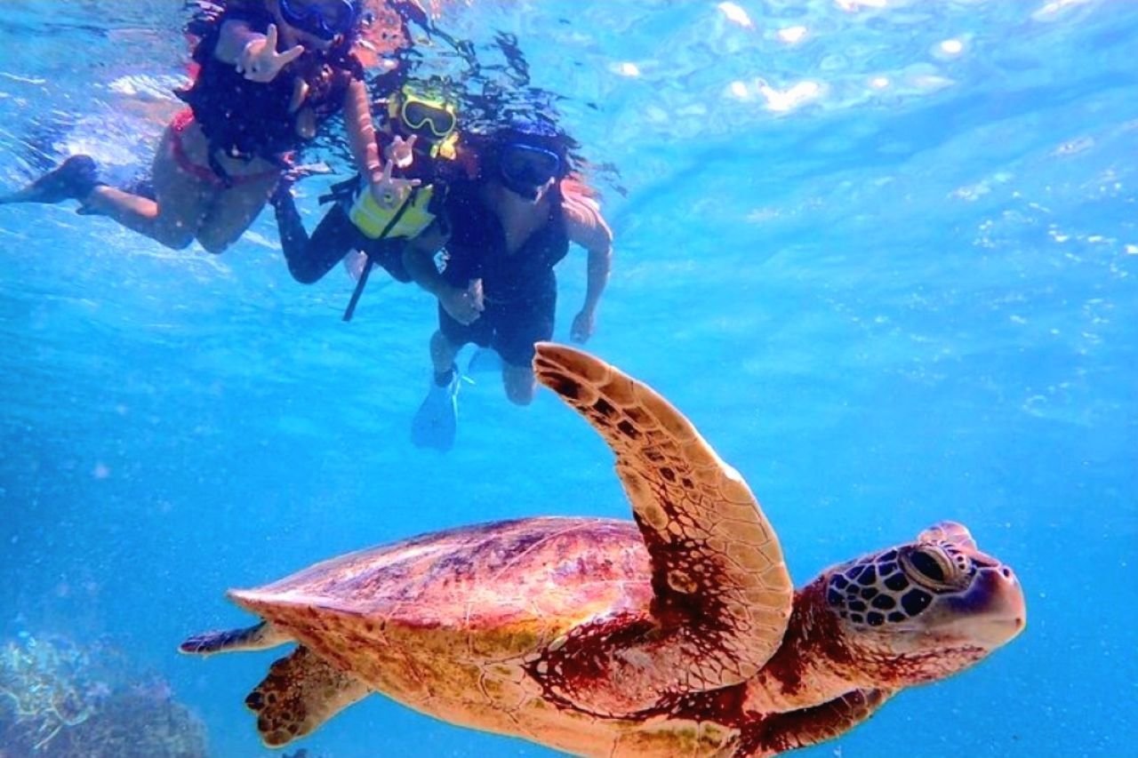 Snorkelers swimming beside a Hawaiian green sea turtle in clear blue water